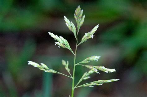 Annual Meadow Grass Poa Annua Species Information Page Also Known