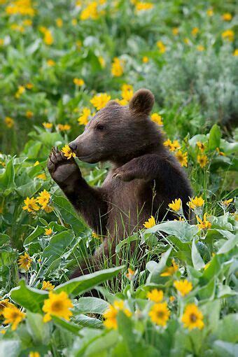 1,009 likes · 1 talking about this. Pin on Animals