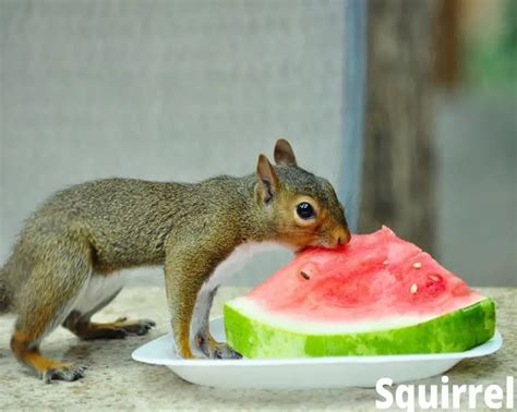 What Animals Eat Watermelon 17 Examples With Videos And Pictures