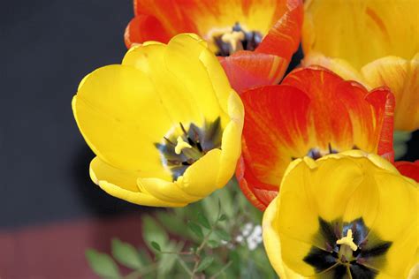 Check spelling or type a new query. Gambar : menanam, daun bunga, bunga tulp, musim semi, warna-warni, kuning, Flora, buket tulip ...