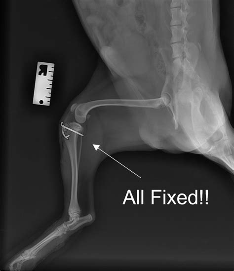 Tibial Tuberosity Avulsion Fracture In Puppies A Guide