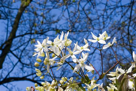 Clematis Armandii Snowdrift Plant And Flower Stock Photography