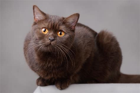 Chocolate British Shorthair Facts Pictures Origin And History Hepper