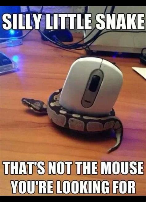 54 Best Images About Funny Snakes On Pinterest Python A Snake And