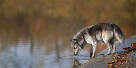 We Must End Albertas Persecution Of Wolves Huffpost Alberta