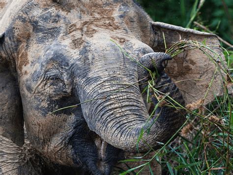 Malaysia is a multicultural society, however the malays, who are muslims, are the majority. 8 Endangered Animals in Malaysia | LokaLocal