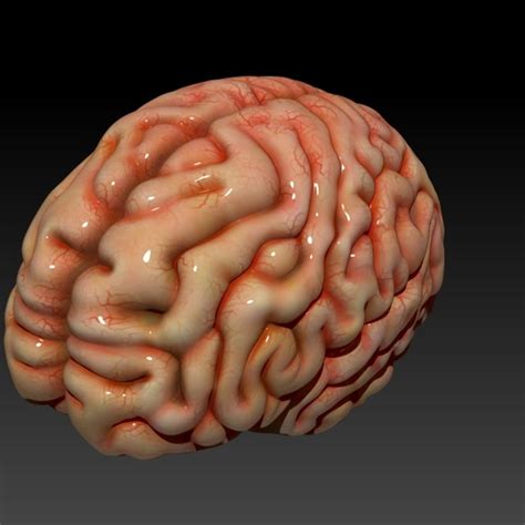 This page proposes 1492 zip files containing 3d models. Brain 3D Model $5 - .ztl .obj .fbx - Free3D