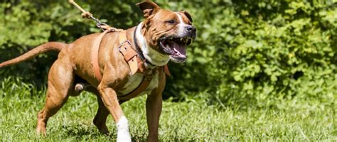 ᐅ liga bank eg in 67346 speyer. Aggressiver Hund greift Passanten an | RPR1.