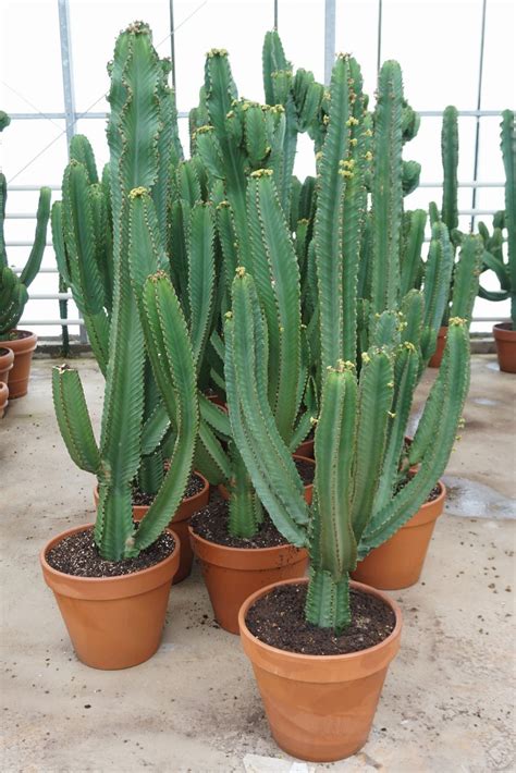 Euphorbia Ingens Wilczomlecz ~ 170cm Cocaflora Amazing Plants Of