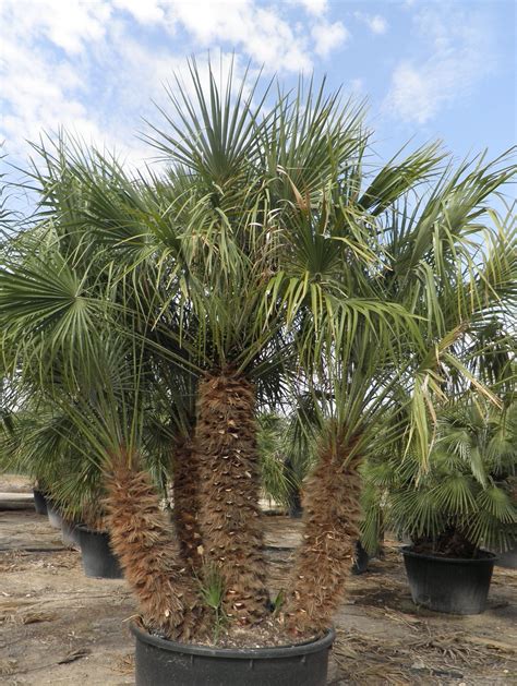 palm trees native to arizona - Tod Irby