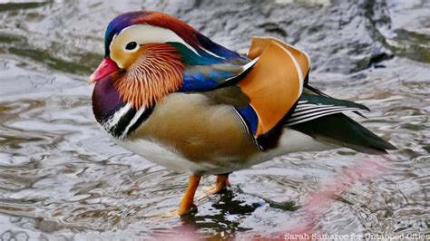 Mandarin duck is a wild waterfowl that lives in the far east, in northeast asia, japan. Beautiful Photos of the Mysterious Mandarin Duck of ...