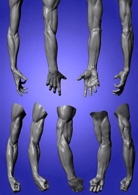 Erick Sosa Erick Sosas Photos Human Anatomy Drawing Arm Anatomy