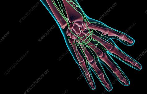 The Lymph Supply Of The Hand Stock Image F0015384 Science Photo