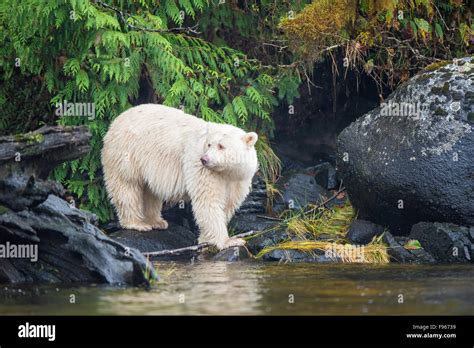 Spirit Bear Ursus Americanus Kermodei Great Bear Rainforest British