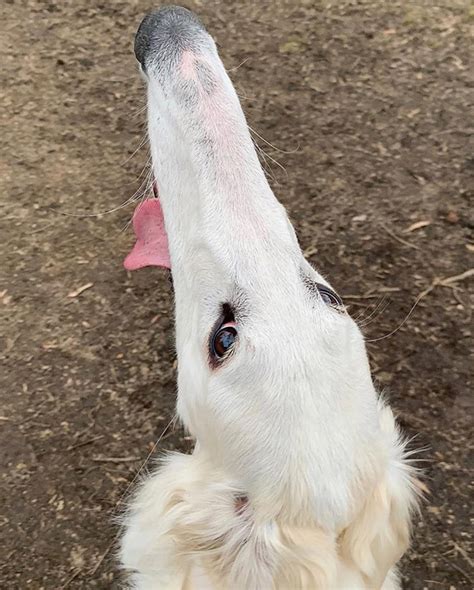 Meet Eris The Borzoi Dog With An Unusually Long Snout Funny Wallpaper 7