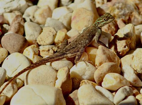 Agama Lizard Basking In The Sun On Rocks In Coastal Florida Editorial