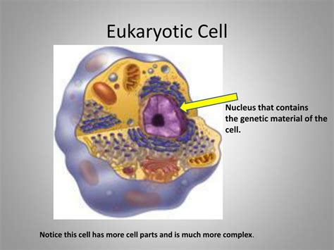 What type of cells are produced by mitosis? PPT - Prokaryotic and Eukaryotic Cells PowerPoint ...