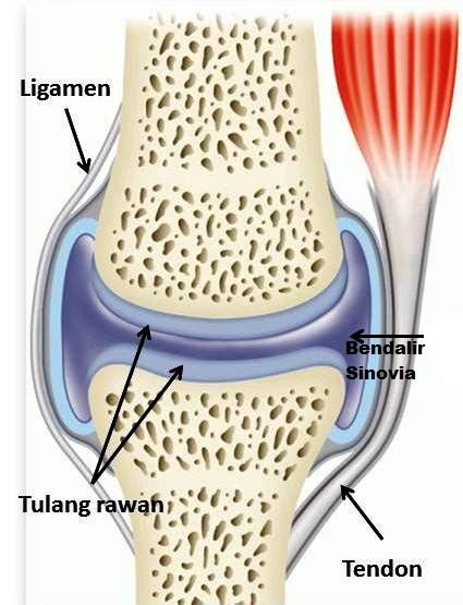 Fungsi Sendi Struktur Dan Fungsi Tulang Otot Dan Send Vrogue Co