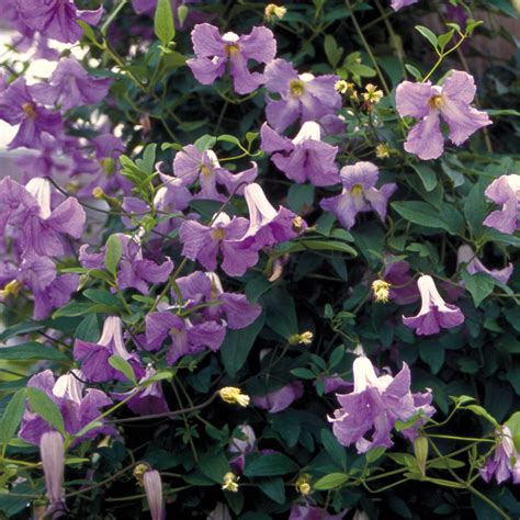 Buy clematis seeds and get the best deals at the lowest prices on ebay! Betty Corning Clematis