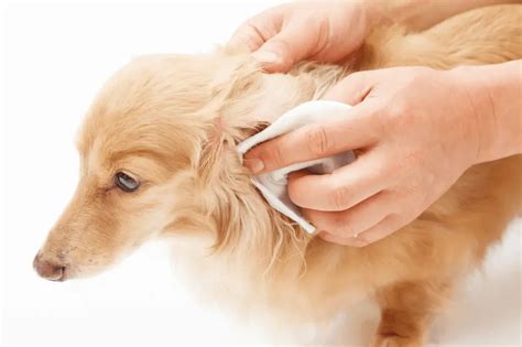 Are Dachshunds Prone To Ear Infections Dachshund Central