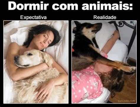 Dormir com animais A expectativa e a realidade Cães engraçados Cães dormindo Animais