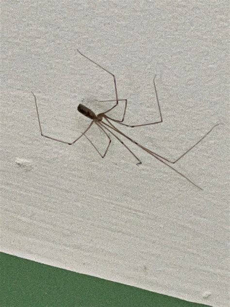 Brown Recluse Or Friendly Spider Whatsthisbug