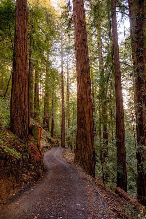 The Most Beautiful Redwood Groves In Bay Area Miladidit