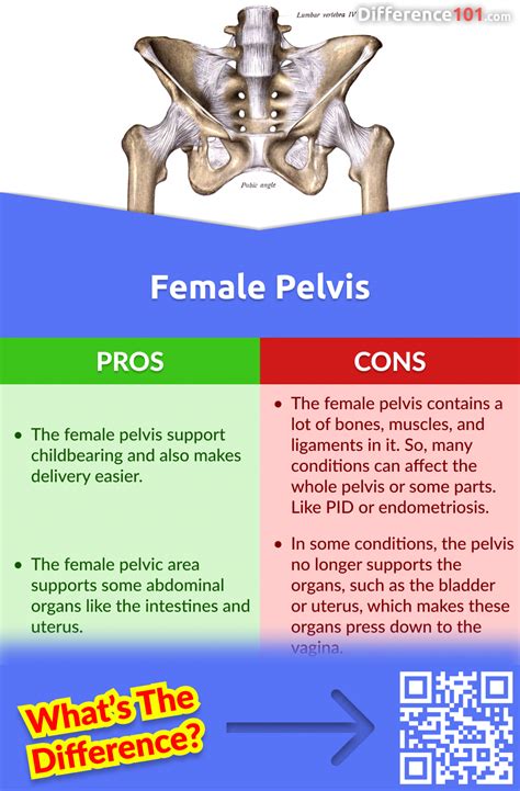 Male Vs Female Pelvis 6 Key Differences Pros And Cons Similarities Difference 101