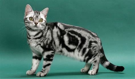 We did not find results for: American Shorthair Cat - Crazy Cat Lady Supplies