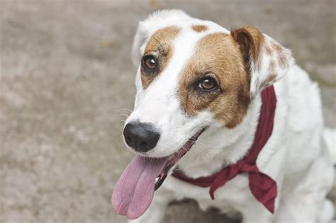Cachorro Vira Lata Cães Sem Raça Definida Pet Caramelo