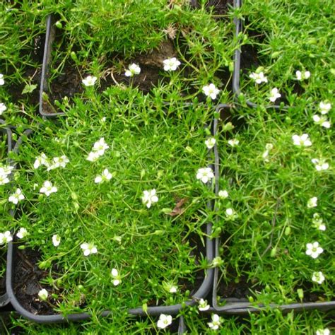 Heath Pearlwort Irish Moss Sagina Subulata 100 Seeds