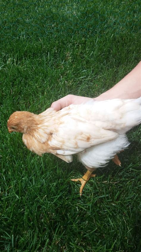 golden comet and ameraucana sexing backyard chickens learn how to raise chickens