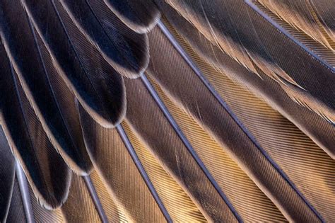 10 Tips For Photographing Patterns And Textures In Nature Nature Ttl