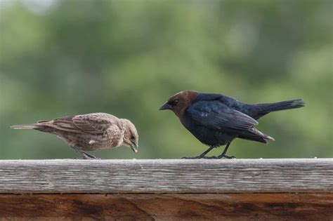 14 Common Brown Birds Found In Ohio Nature Blog Network