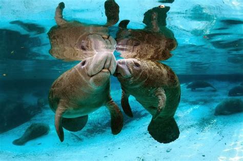 Manatee Sea Cow Manatee Funny Animal Pictures