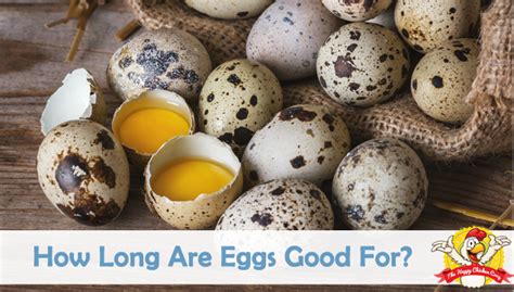 Jun 09, 2011 · the most accurate date to consider with eggs is a date placed on the egg carton by the. How Long Are Eggs Good For?