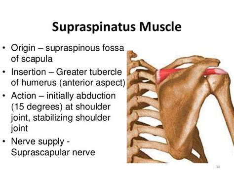 Supraspinatus Origin And Insertion Google Search Muscle Anatomy Massage Therapy