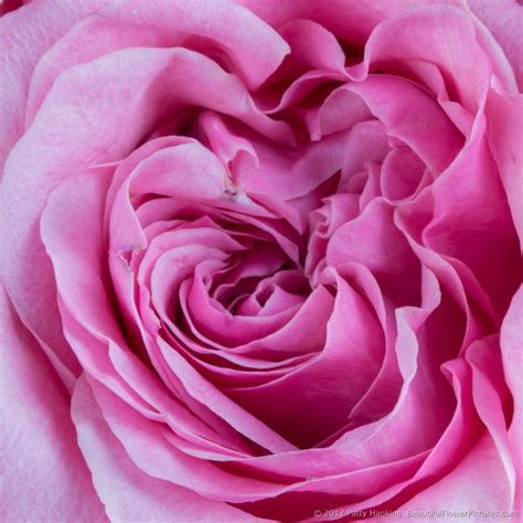 Art Deco Roses - In the Studio :: Beautiful Flower ...
