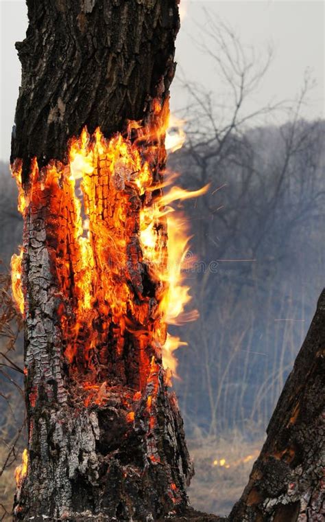 Burning Tree In The Forest Stock Photo Image Of Damage 24354200