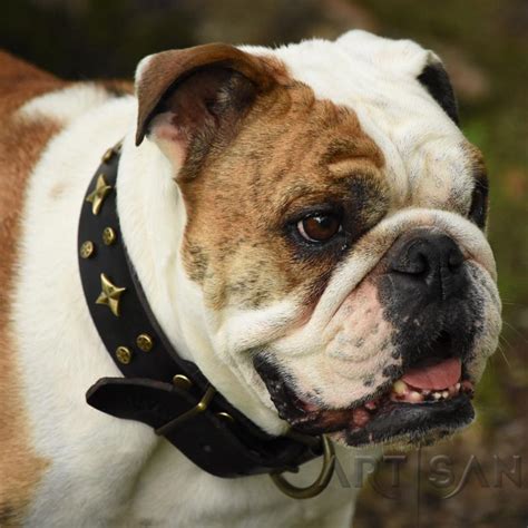 57 English Bulldog Puppy Collar Photo Bleumoonproductions