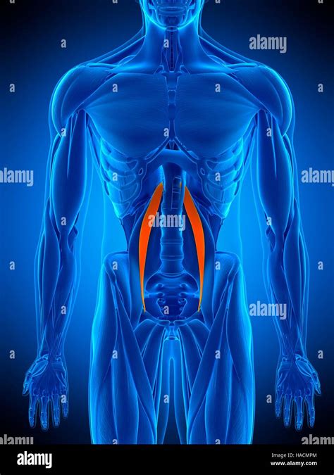 Ilustración del músculo psoas menor Fotografía de stock Alamy