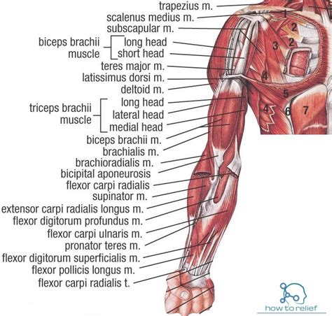 Muscles Of Upper Limb Unlabeled Muscles Of Upper Limb Arm Muscle Images