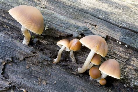 Little Brown Mushrooms Missouri Department Of Conservation
