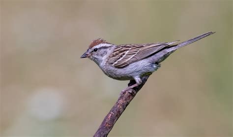Chipping Sparrow San Diego Bird Spot