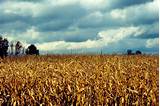Free photo: Corn Field - Corn, Crop, Drought - Free ...