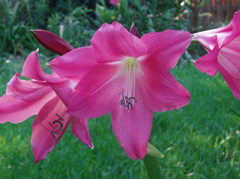 Crinum Hybrids Red Pacific Bulb Society