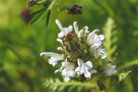 Dallas photographer white lavender photography specializes in newborn photography, maternity photography, baby photography, child photography and storybook photography. Focus Photography of White Flowers · Free Stock Photo