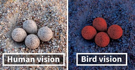 Scientists Show How Differently Birds See The World Compared To Humans