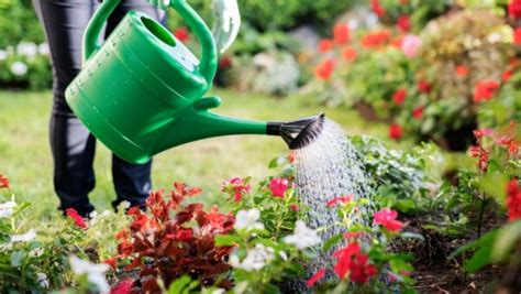6 Watering Techniques For Your Garden Clearview Garden Shop