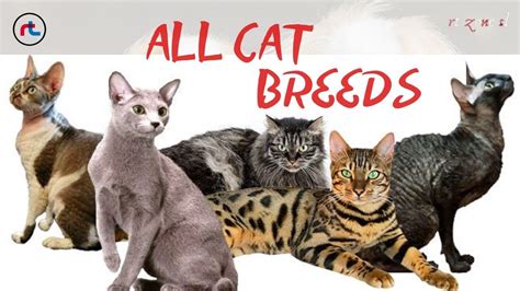 Cat Breeds A Z All Types Of Cats In The World Youtube